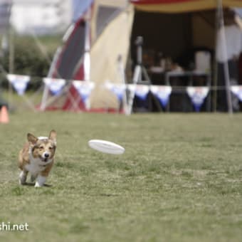 フリスビードック