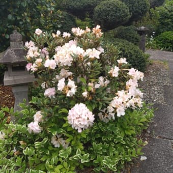 会津天王寺はオオムラサキと石楠花が見頃です 柴田聖寛