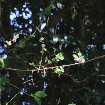 クコ（ナス科・クコ属）落葉低木