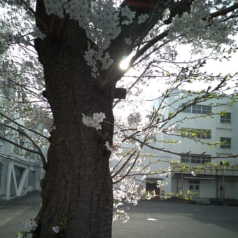 散歩道の風景　2024年4月桜開花～4月20日まで