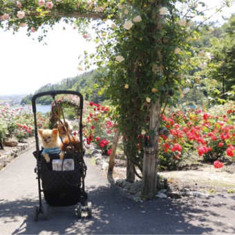 薔薇園2
