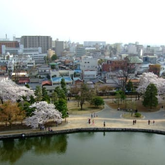 見下ろす桜