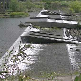 ゴールデンウィークは足羽川の渓流釣りへ