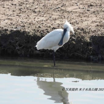 ヘラサギ香川さん2024/03/10終認 2024/03/11 09：28’ 米子水鳥公園で確認