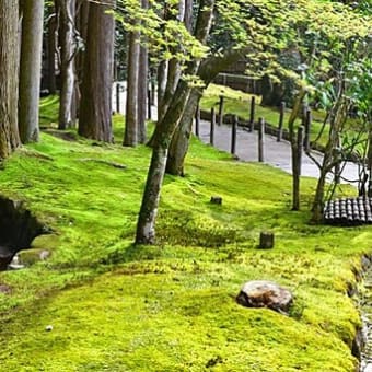 桜の道：南禅寺から銀閣寺へ　５（銀閣寺）