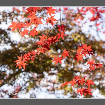 紅葉撮影旅