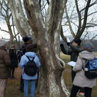 2017-01-22 ／「吹田の大木調査PartⅢ」へのトライアル観察会 ＠万博公園