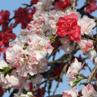 桜が咲きました