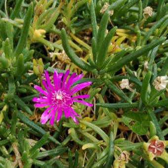 松葉菊。