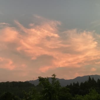 ハクビシンは天然記念物じゃ有りません