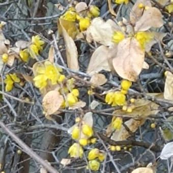 春の花・華コレクション2025 毎年古い葉が残ってる蝋梅の話