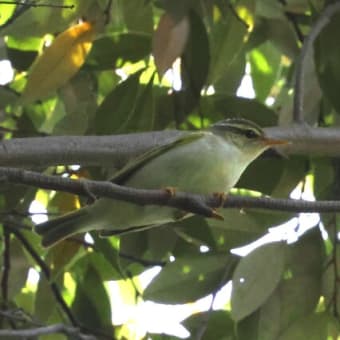クロツラヘラサギ、キビタキ、センダイムシクイ