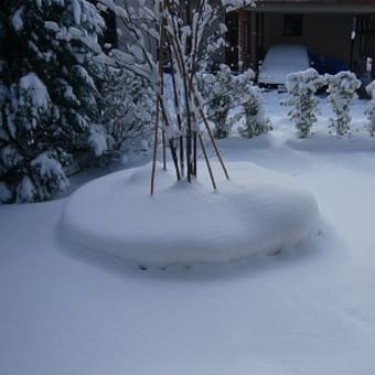 一面雪景色＾＾