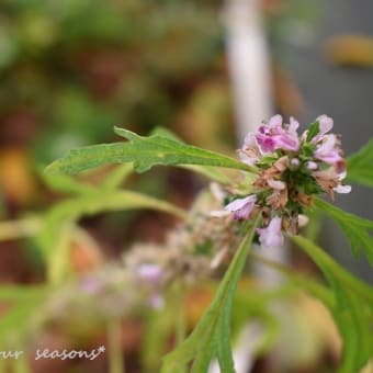 ☆千葉県佐倉市 * くらしの植物苑 ③（夏の実り：ひょうたんなど）