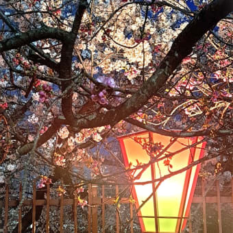 ～令和七年　造幣局　桜の通り抜け～　