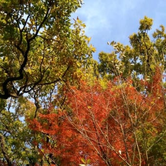 紅葉狩り