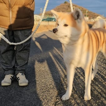 なっちゃん🐶 🐾いらっしゃい໒꒰ྀི∩˃ ᵕ ˂∩꒱ྀི১