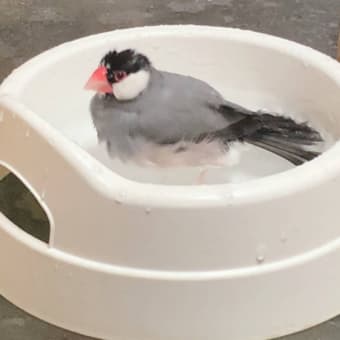次はサル痘w