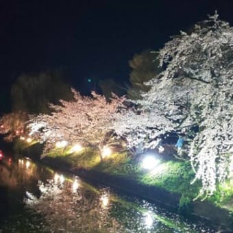 17-Apr-24　松本城の夜桜