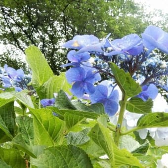 権現堂公園の紫陽花