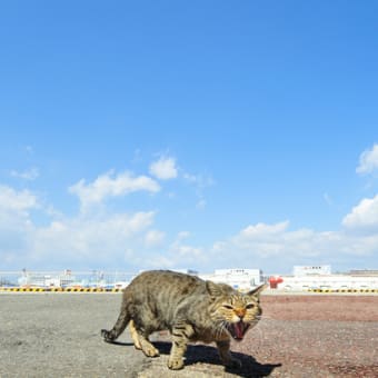 回復　⇔　近影