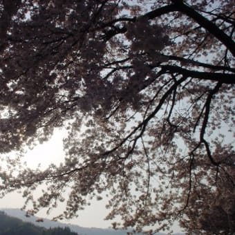 残雪・新緑・春の紅葉・満開の桜・・・芽吹きのチカラ