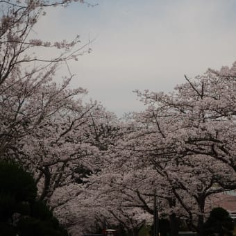 桜のトンネルです。