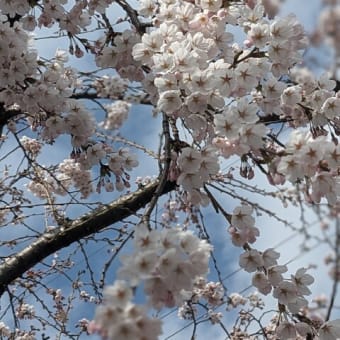 観桜を楽しむ