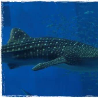 沖縄　美ら海水族館