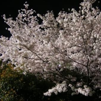 夜桜