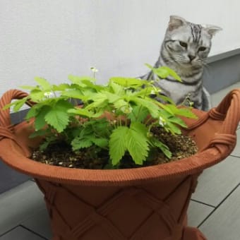 まだかなまだかな～