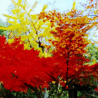 安芸宮島の紅葉を撮影しました。