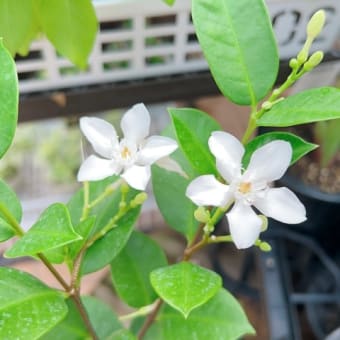 猛暑の中白いお花は如何でしょうか？