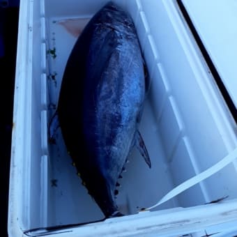 ‼️6月出撃募集中です❗キハダ、カツオ、トンボ、ジギング、カジキ、マグロ泳がせチャーター乗り合い募集してます。予約☎️0558-62-3737📲