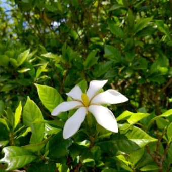 初夏のたのしみ