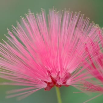 花の国のイルミネーション