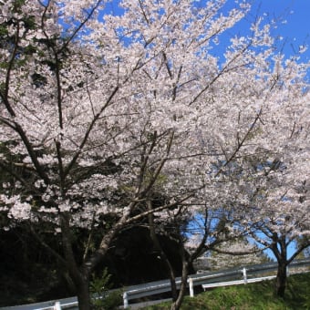 ・・・　世知原町・七曲がりの桜並木も満開です　・・・　「大正八年頃県道開通記念に植栽された」