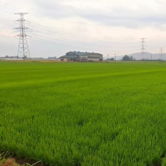 美味しくな～れ　山形のお米