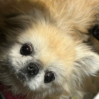 オムツ