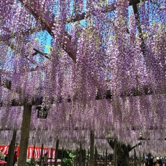 津島の藤祭りに行ってきたよ