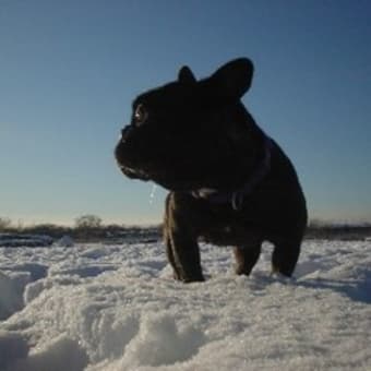 久々の雪