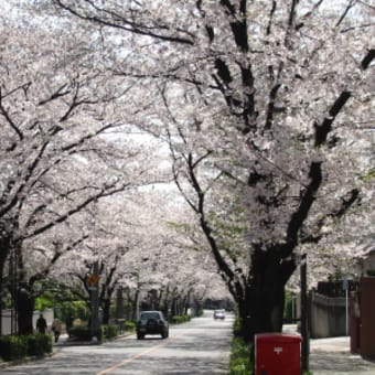 住宅地の桜並木（名古屋市瑞穂区）