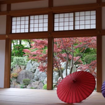 宝徳寺・春の床もみじ