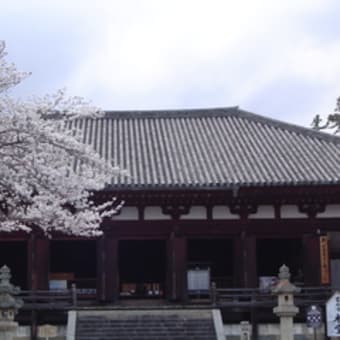 専称寺と當麻寺の桜