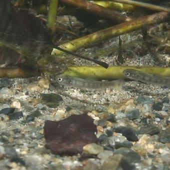 春である。　ビワマスの稚魚