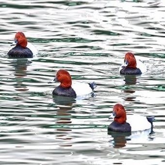 運河の水鳥