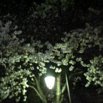日暮里の桜