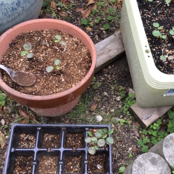 発芽と収穫