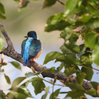 武庫川CRの野鳥