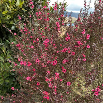 我が家の庭で長く咲く花と言えば